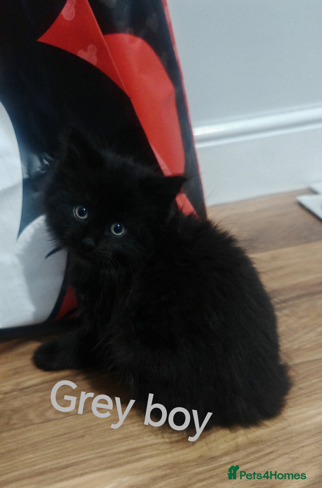 Mixed Breed cats for sale: Beautyfull fluffy kittens ragcoon - tuxedo cross  - Image 21