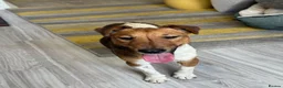 Fox Terrier dogs for adoption: Sweet William needs LOVE - Advert 16