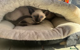 Siamese cats for sale: Siamese kittens - girls  - Image 2