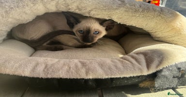 Siamese cats - Advert 3