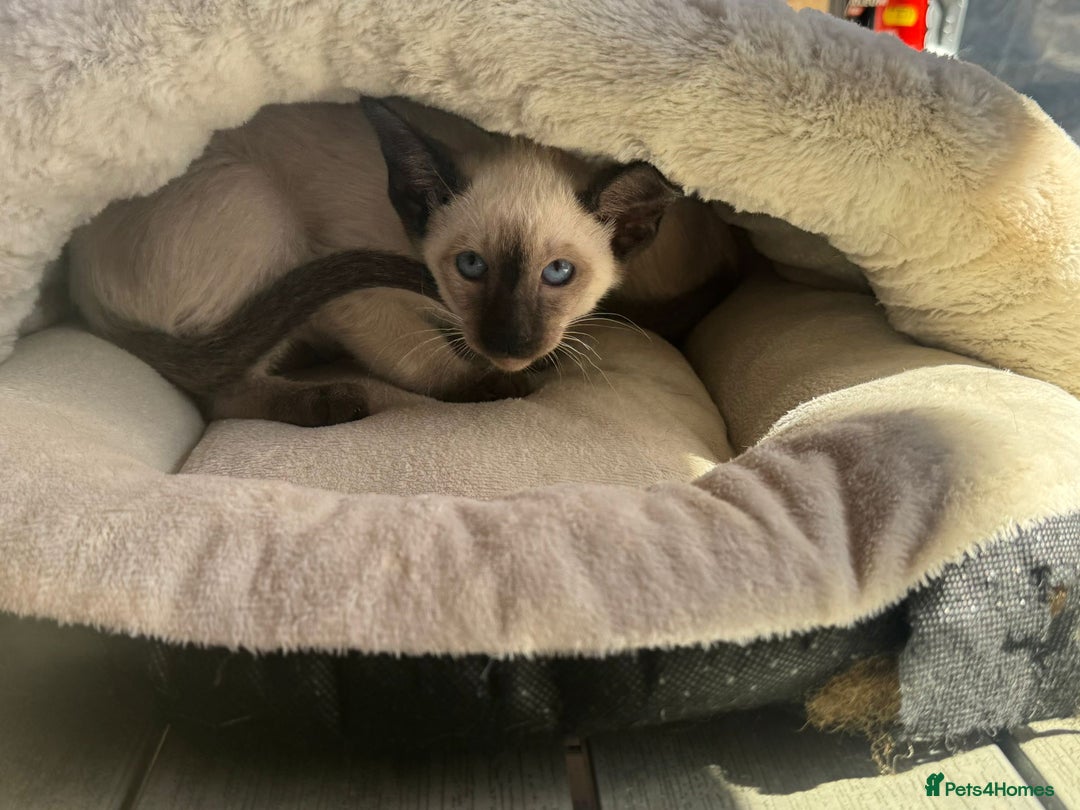 Siamese cats for sale: Siamese kittens - girls  - Image 2