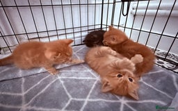 Mixed Breed cats for sale: Long Fur kittens for sale  - Image 2