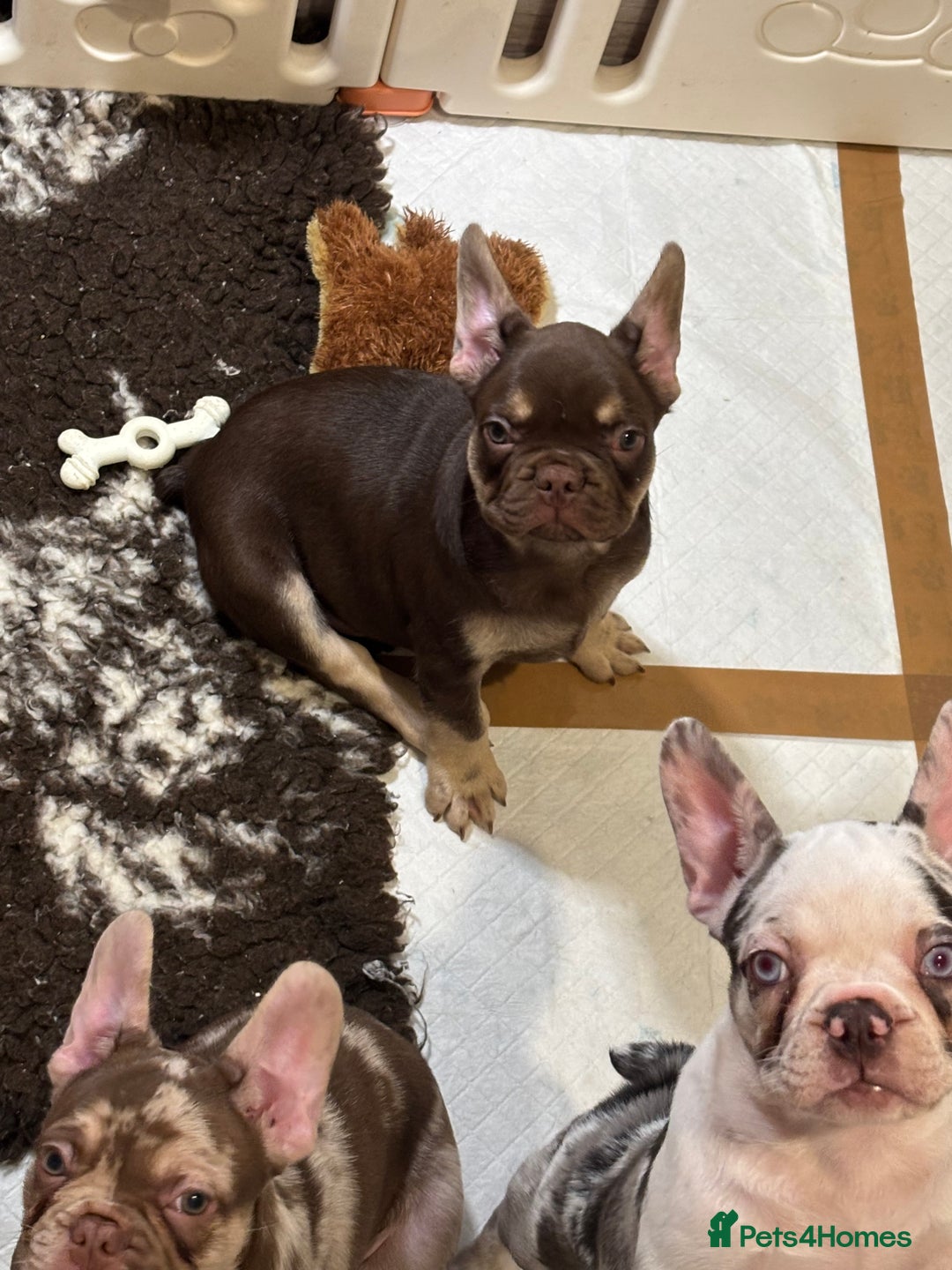 French Bulldog dogs for sale: READY NOW- 2 BOYS LEFT- QUALITY FRENCHIE PUPS - Advert 36