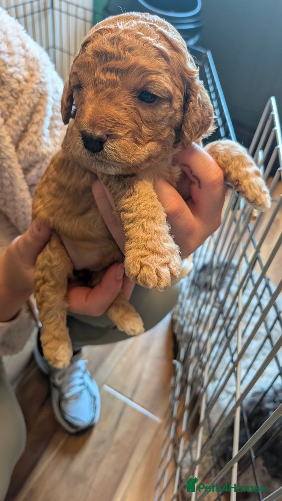 Cockapoo dogs for sale: Stunning cockapoos  - Advert 5