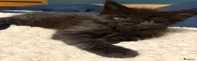 Maine Coon Kitten 1