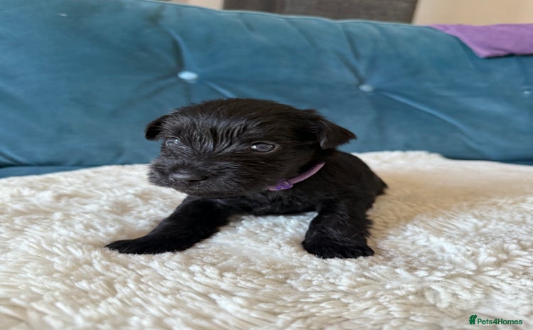 Miniature Schnauzer dogs - Advert 3