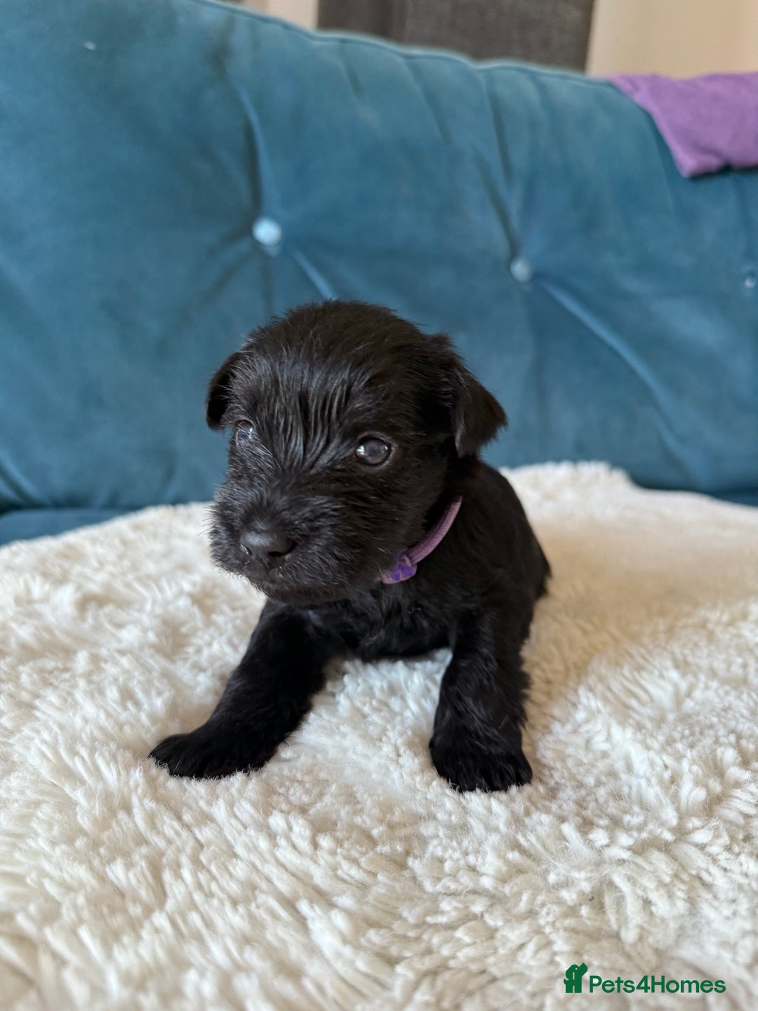 Miniature Schnauzer dogs for sale: Beautiful litter of Miniature Shnauzers  - Image 2