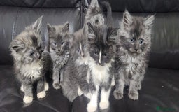 Maine Coon cats for sale: XXL Pure Maine Coon kittens for sale  - Image 8