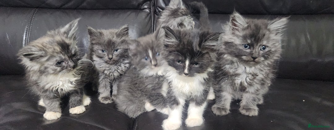 Maine Coon cats for sale: XXL Pure Maine Coon kittens for sale  - Image 8