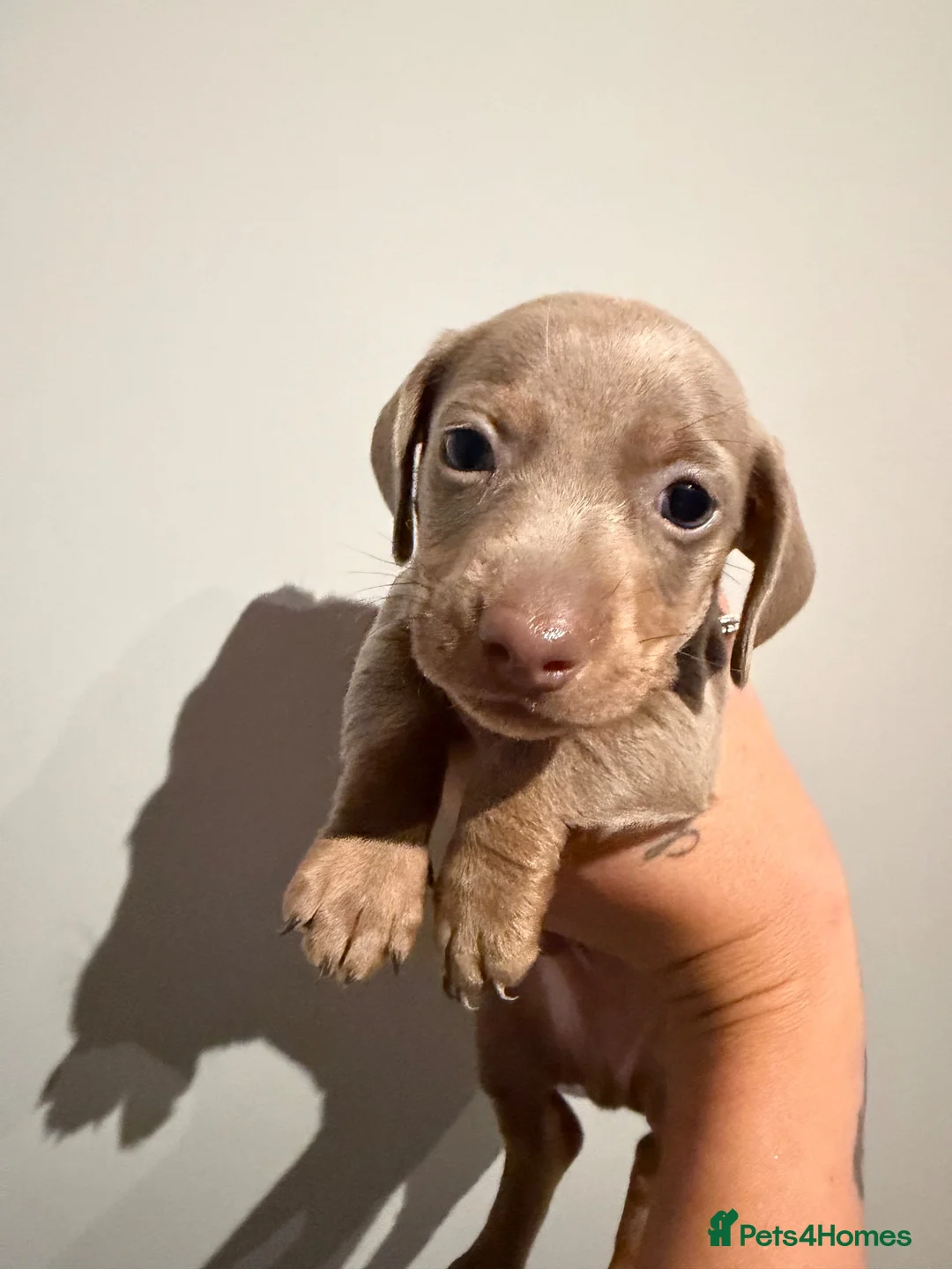 Miniature Dachshund dogs for sale: Beautiful Miniature dachshunds  - Advert 2