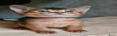 Abyssinian boy