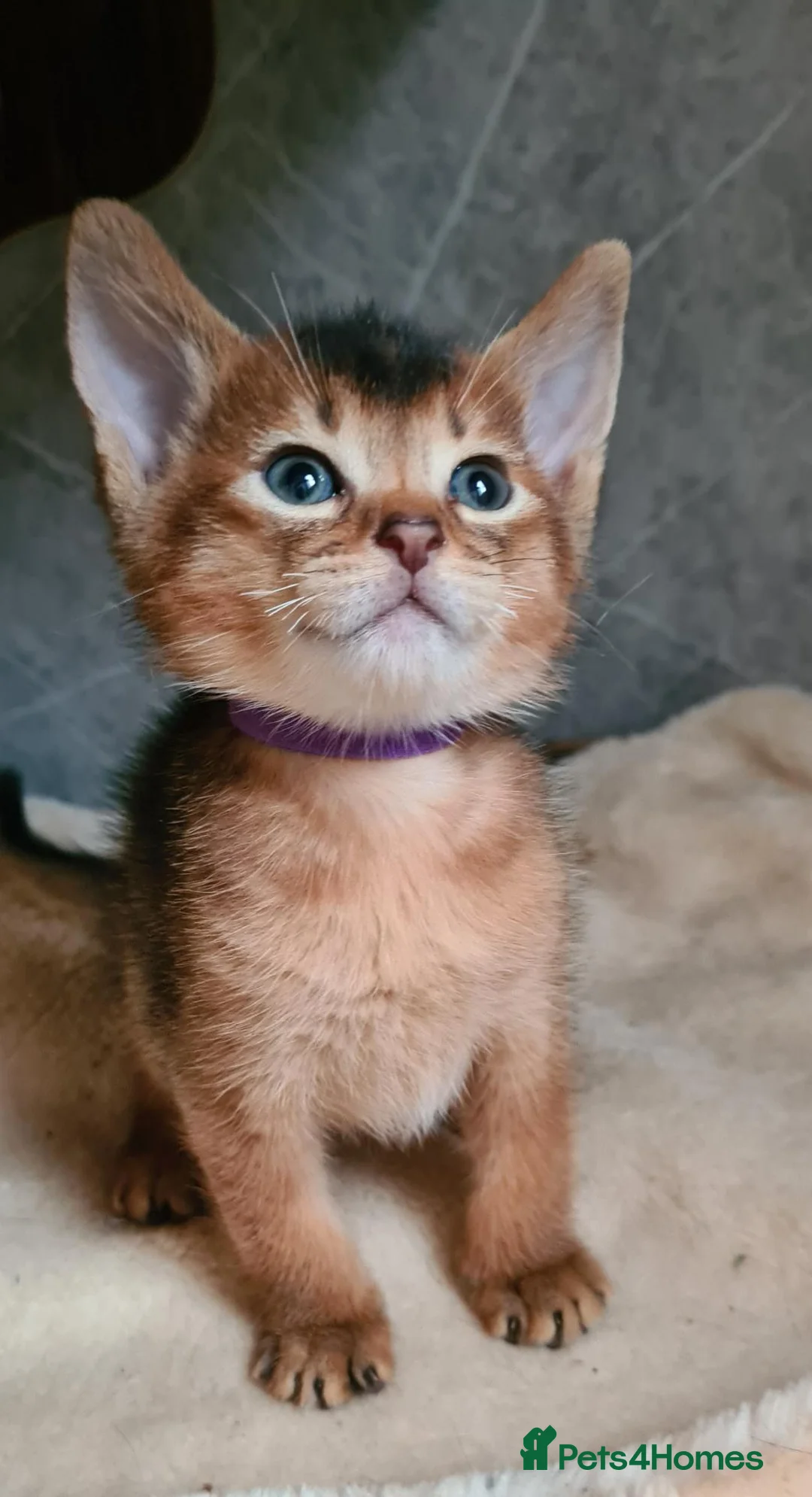 Abyssinian cats for sale: LAST 2 PEDIGREE TICA ABY BOYS - Advert 2