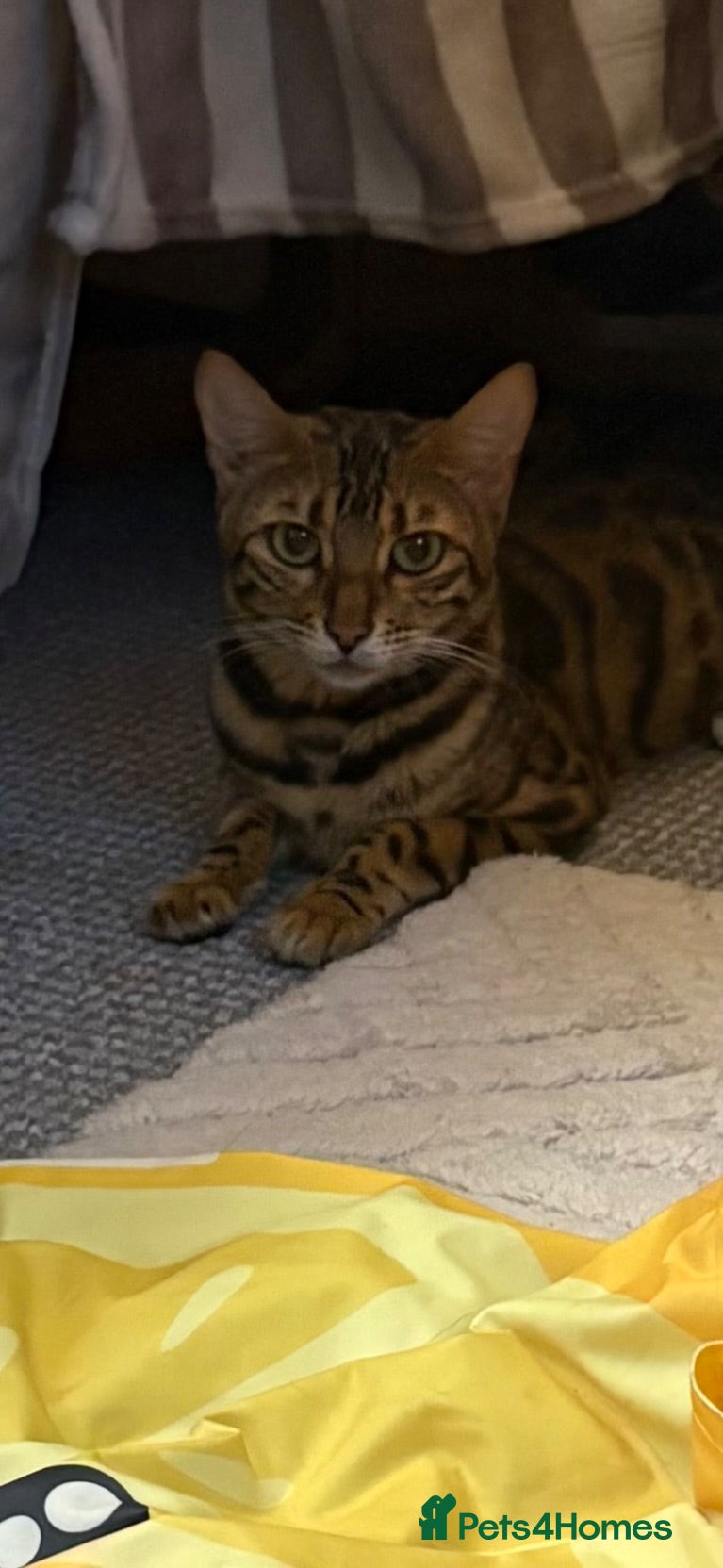 Bengal cats Bengal cross boy - Advert 2