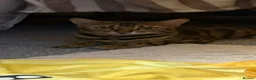 Bengal cats for sale: Bengal cross boy - Advert 1