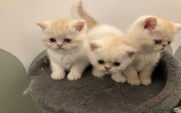 Exotic cats for sale: Beautiful Exotic kittens  - Image 3