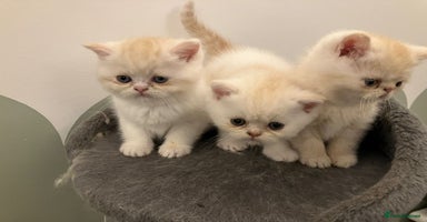 Exotic cats - Advert 11