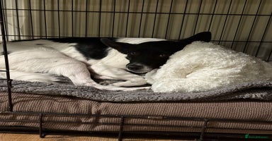 Mixed Breed dogs - Advert 12