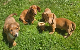 Miniature Dachshund dogs for sale: Miniture dachshund puppys  in Turriff - Image 2