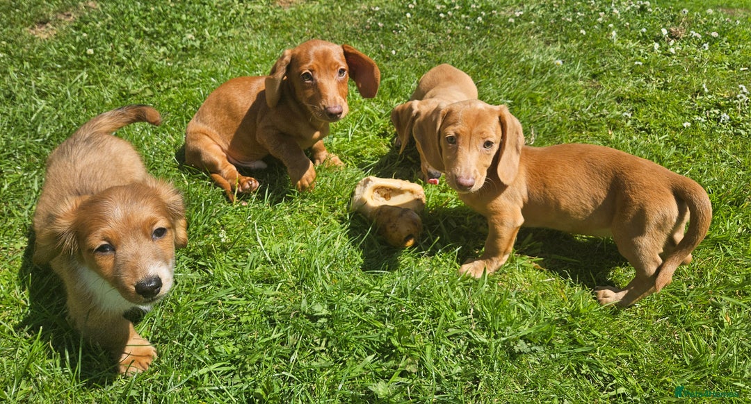 Miniature Dachshund dogs for sale: Miniture dachshund puppys  in Turriff - Image 2