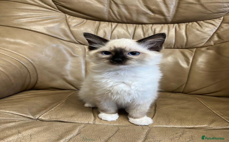 Ragdoll cats - Advert 1