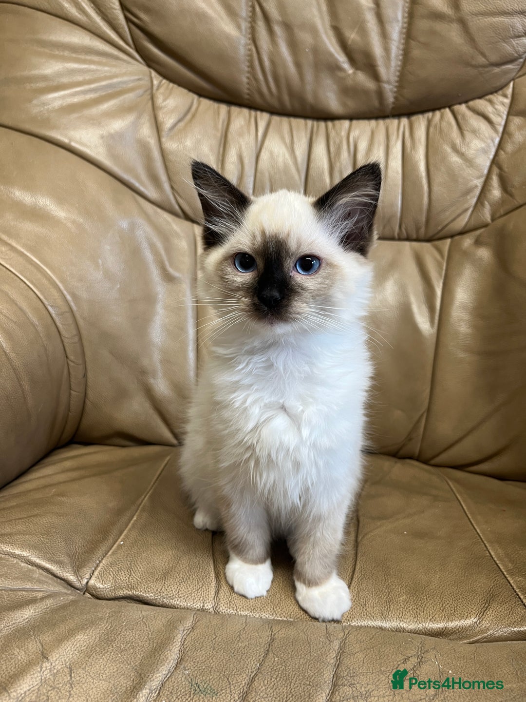 Ragdoll cats for sale: Beautiful Seal Ragdoll Kittens! 2 boys + 1 girl - Image 1