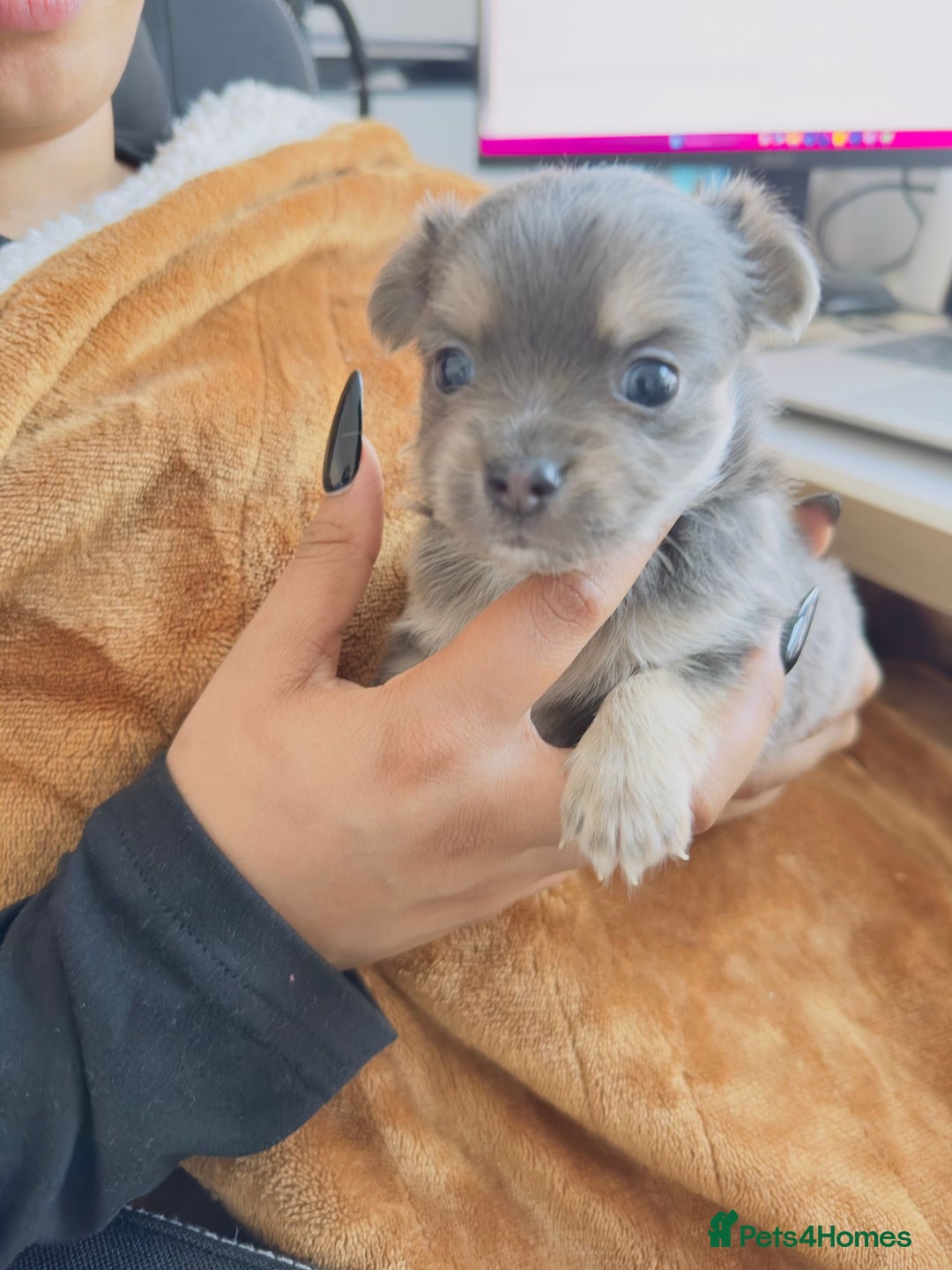 Chihuahua dogs for sale: Lilac Chihuahua - Rocky  - Advert 2