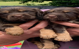 Cocker Spaniel dogs for stud: Ludo proven stud dog - Image 3