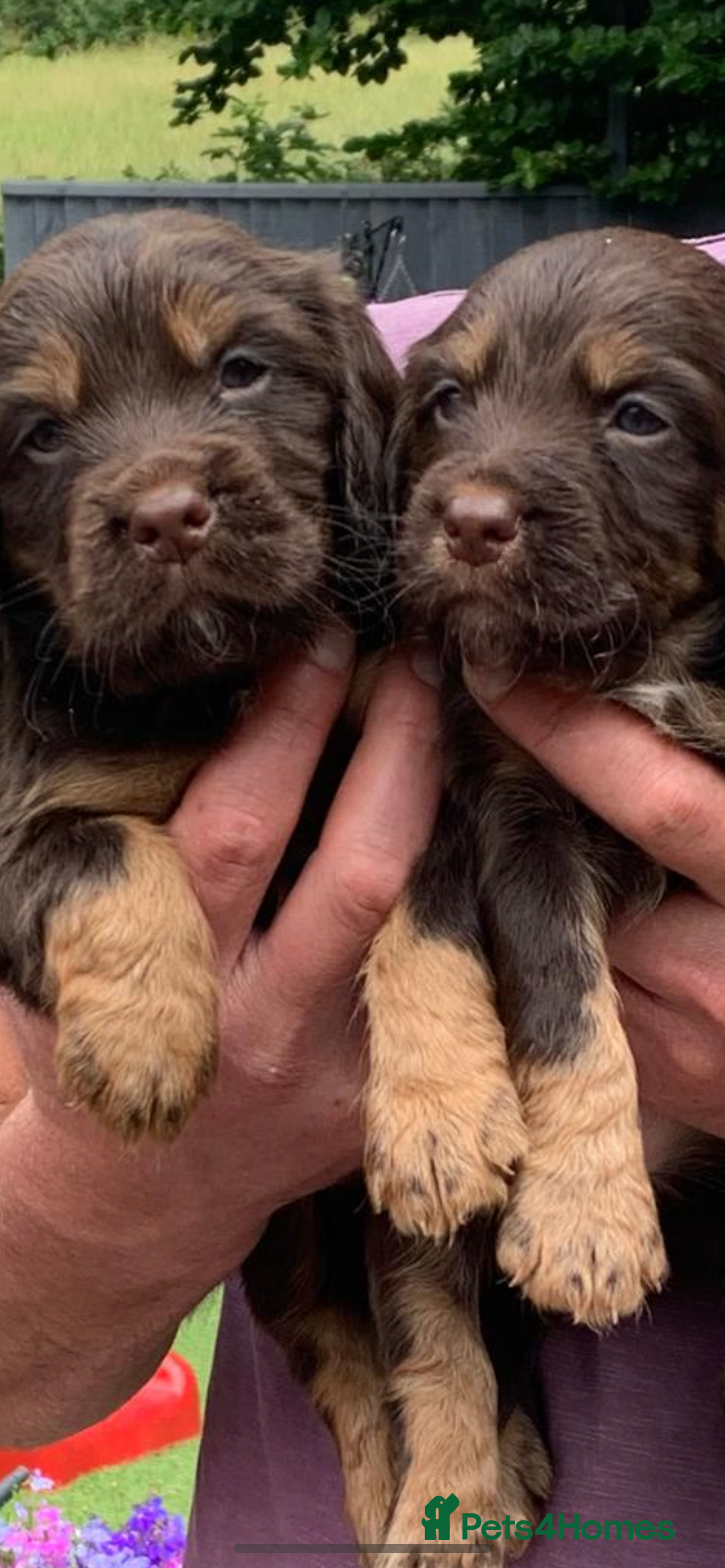 Cocker Spaniel dogs for stud: Ludo proven stud dog - Image 3