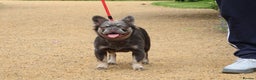 French Bulldog dogs for stud: Lilac and tan full fluffy carrying pink stud in Basildon - Advert 2