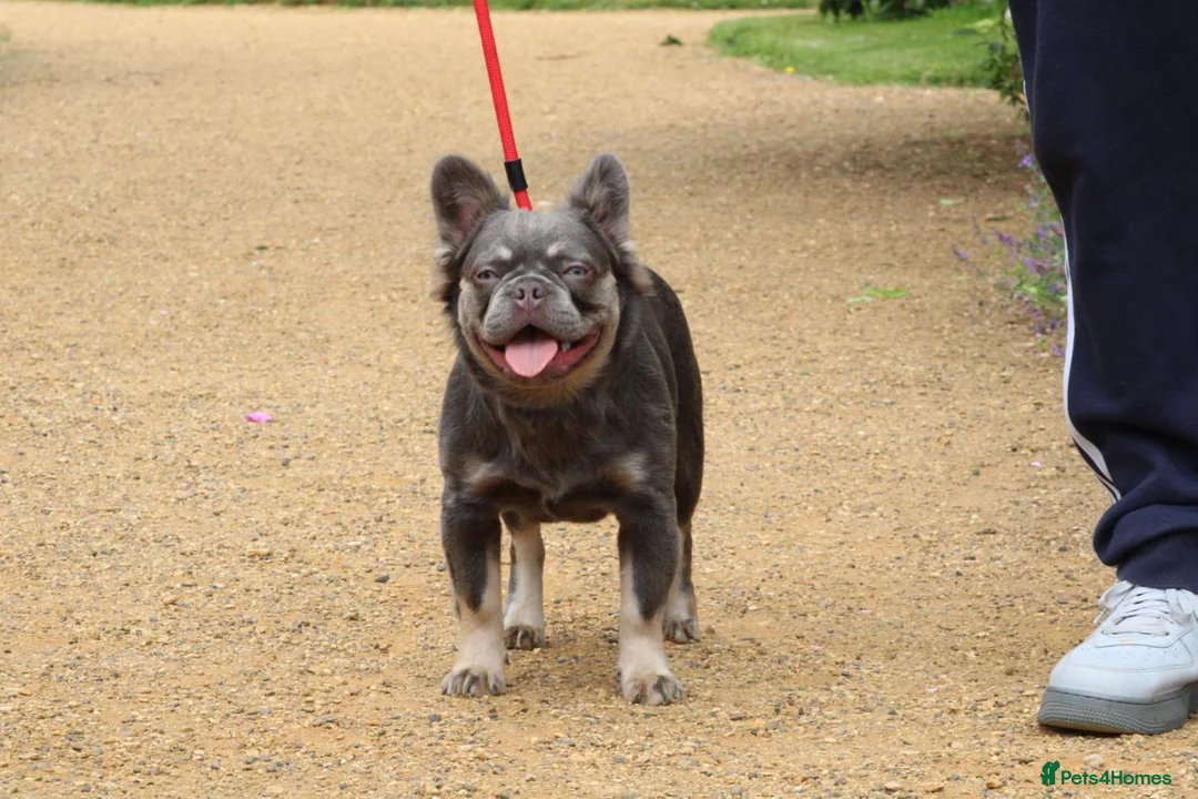 French Bulldog dogs for stud: Lilac and tan full fluffy carrying pink stud in Basildon - Advert 2