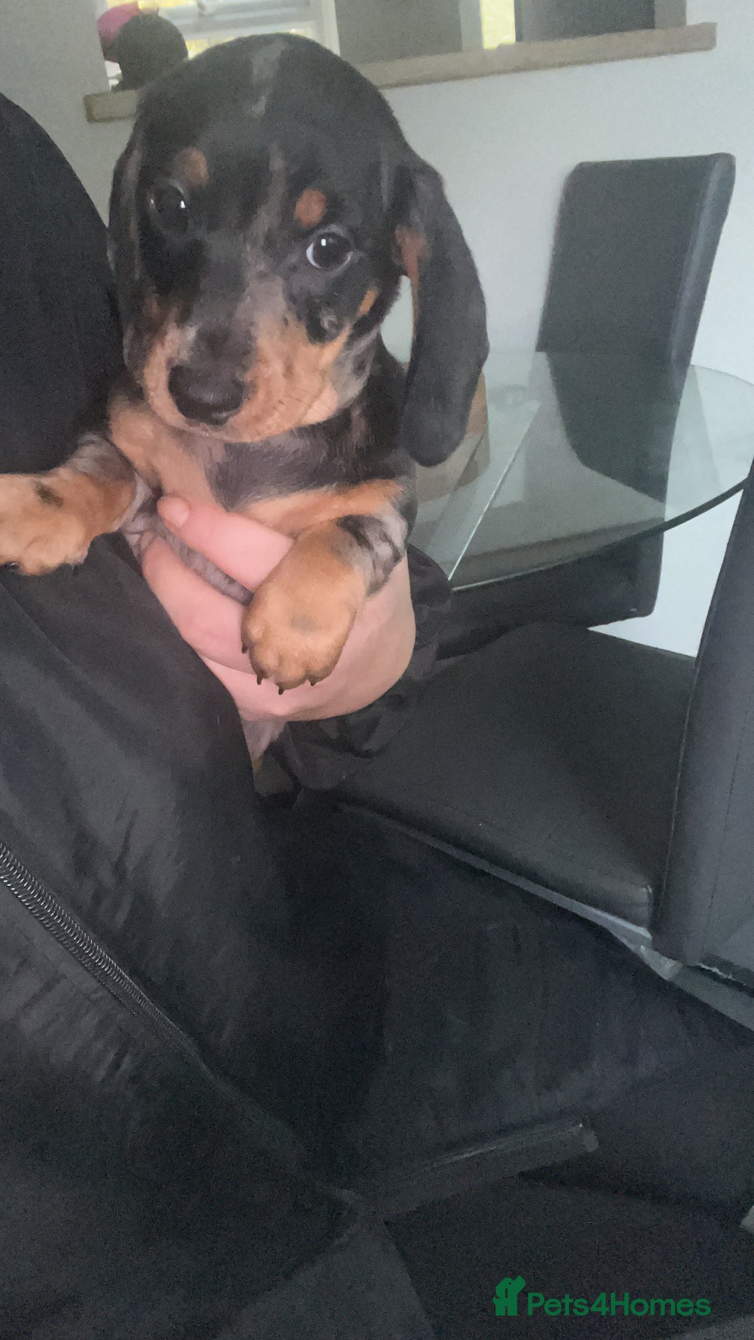 Dachshund dogs for sale: Mini dachshund puppies  - Image 9