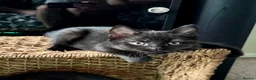 British Shorthair cats for sale: British Shorthair kittens - Advert 22