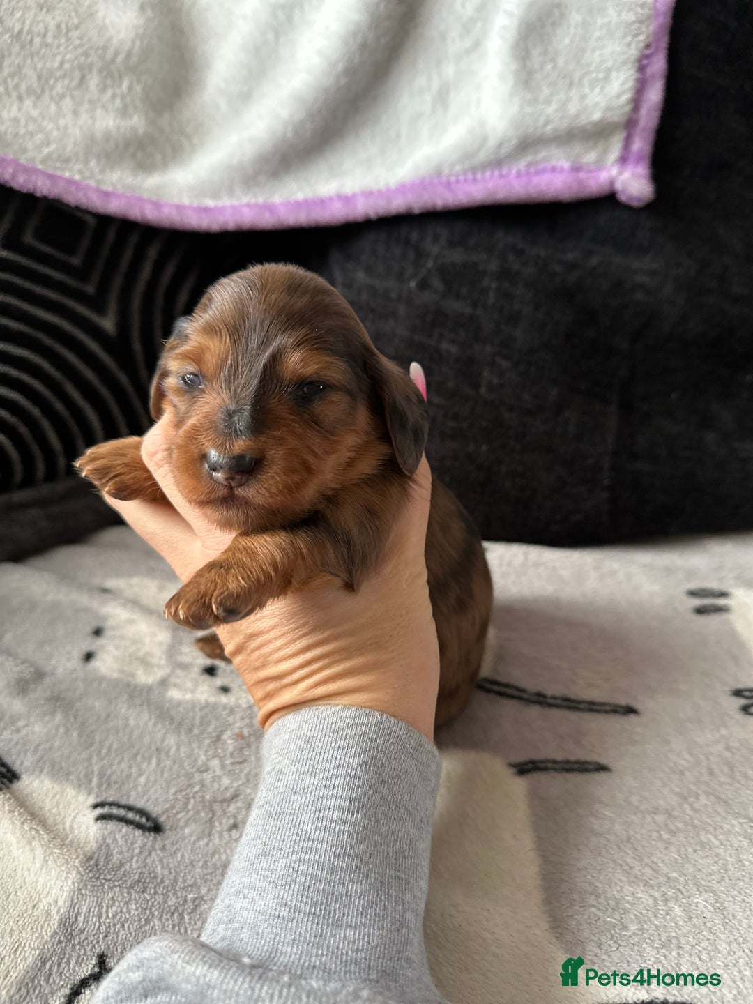 Miniature Dachshund dogs for sale: Miniature Dachounds  - Advert 16