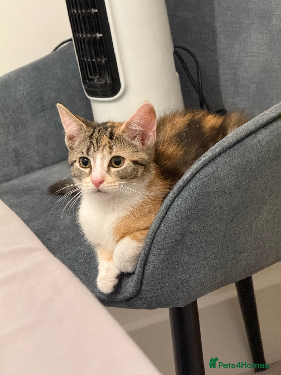 Mixed Breed cats for sale: Fully vaccinated calico female - Image 4