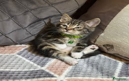 Mixed Breed cats for sale: Adorable kitten bsh mixed Bengal  - Image 3