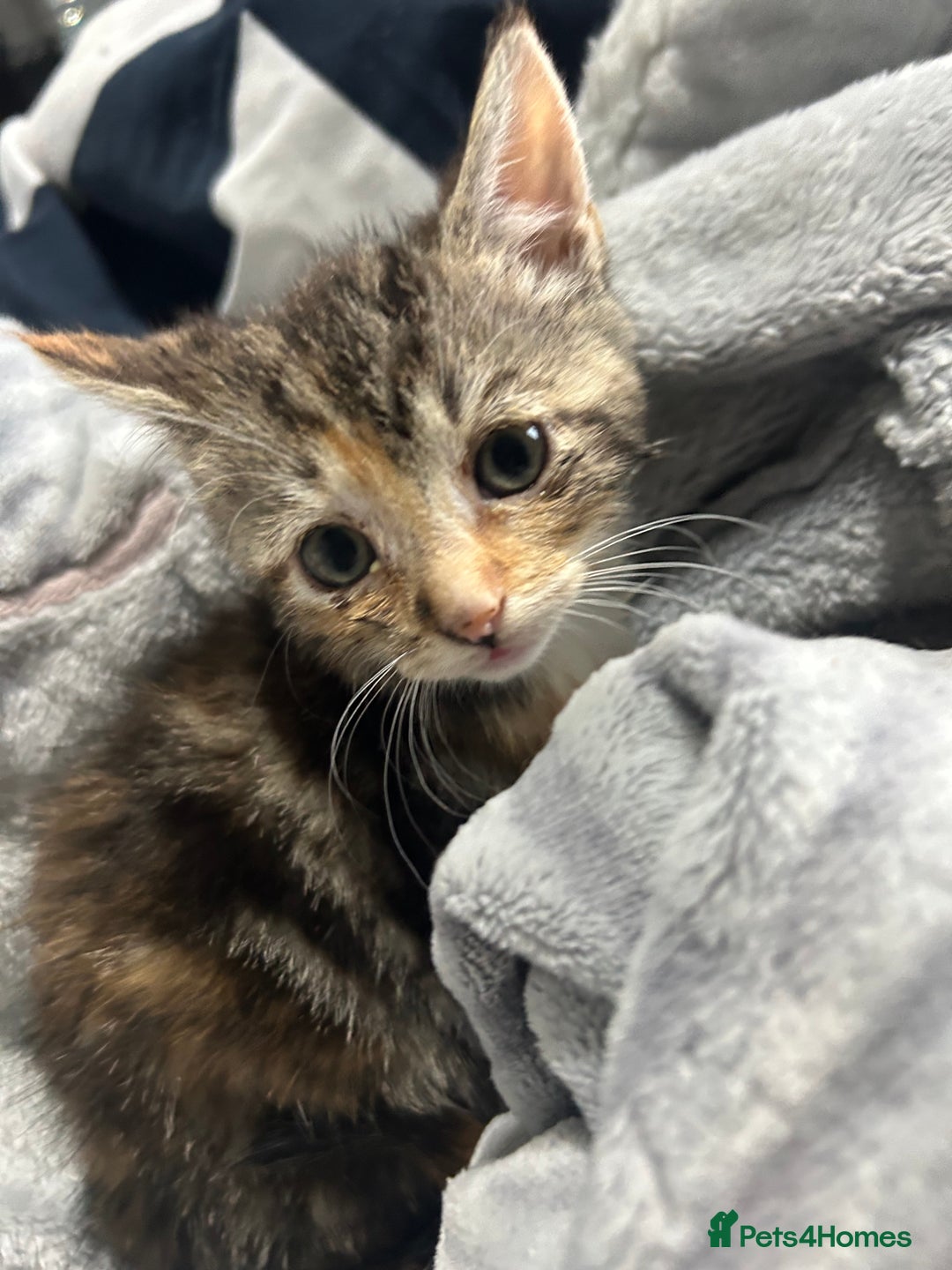 Domestic Shorthair cats for sale: Adorable Kittens! 🐾ready 18th January  - Advert 11