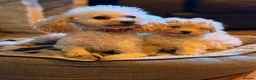 Toy Poodle dogs for sale: Toy poodle boy - Advert 1