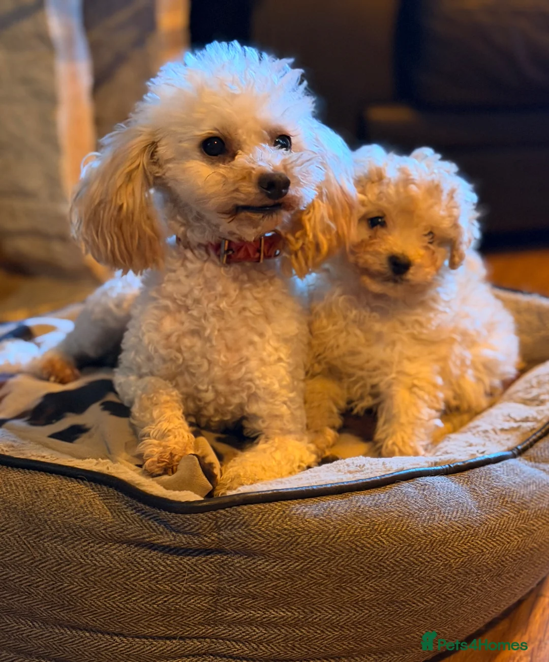 Toy Poodle dogs for sale: Toy poodle boy - Advert 1