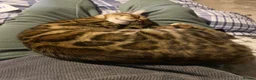 Bengal cats for sale: Tica registered snow Bengal kittens for sale - Advert 5