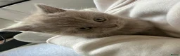 British Shorthair cats for sale: Beautiful British Shorthair blue&lilac Kittens - Advert 21