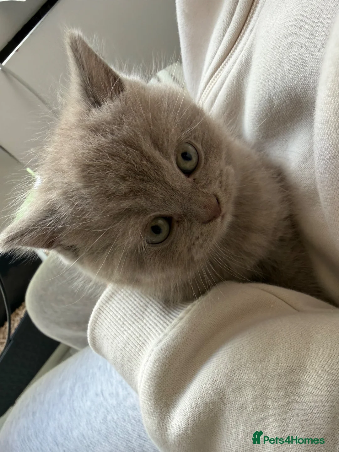 British Shorthair cats for sale: Beautiful British Shorthair blue&lilac Kittens - Advert 21