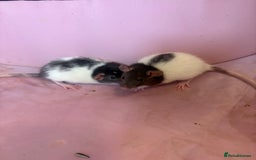 Rat rodents for sale: Fancy rats  - Image 7