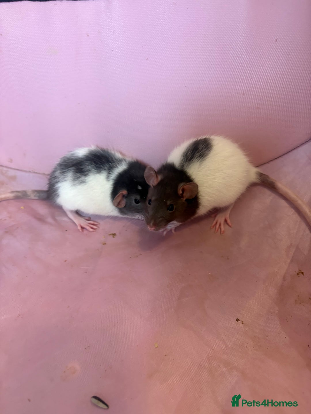Rat rodents for sale: Fancy rats  - Image 7