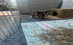 Lionhead rabbits for sale: Rehome: Friendly, cute, healthy, lionhead (spade) - Advert 3