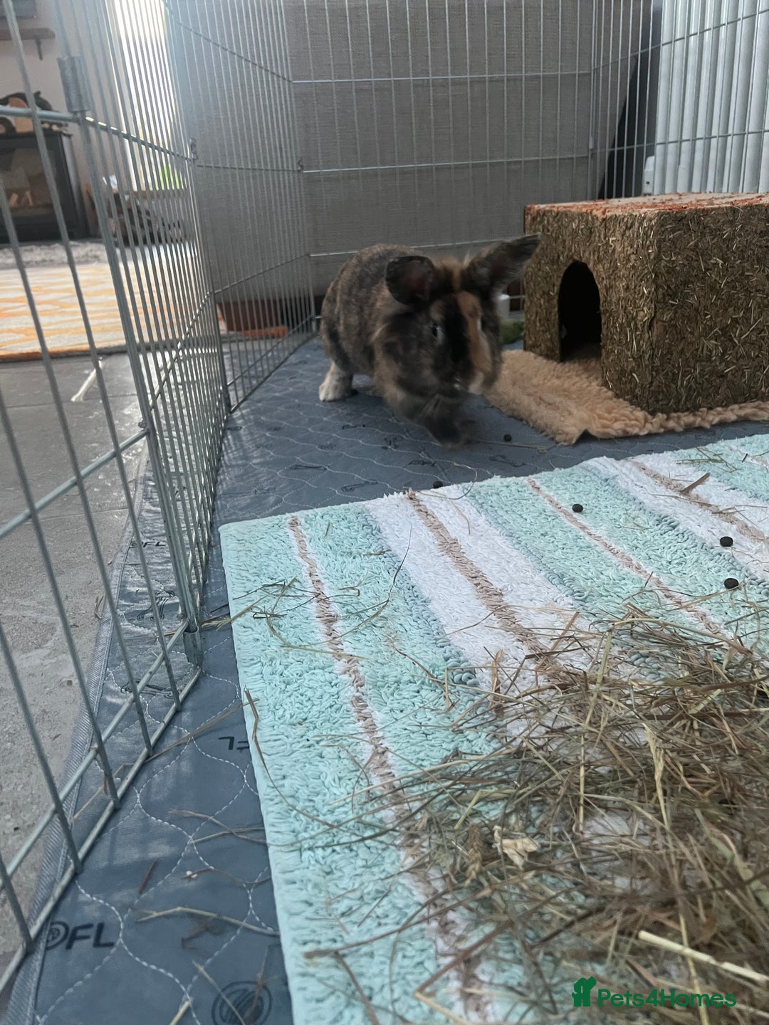 Lionhead rabbits for sale: Rehome: Friendly, cute, healthy, lionhead (spade) - Advert 3