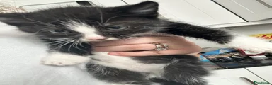 Mixed Breed 2