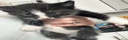 Mixed Breed cats for sale: 3 beautiful Kittens looking for their new home. - Advert 8