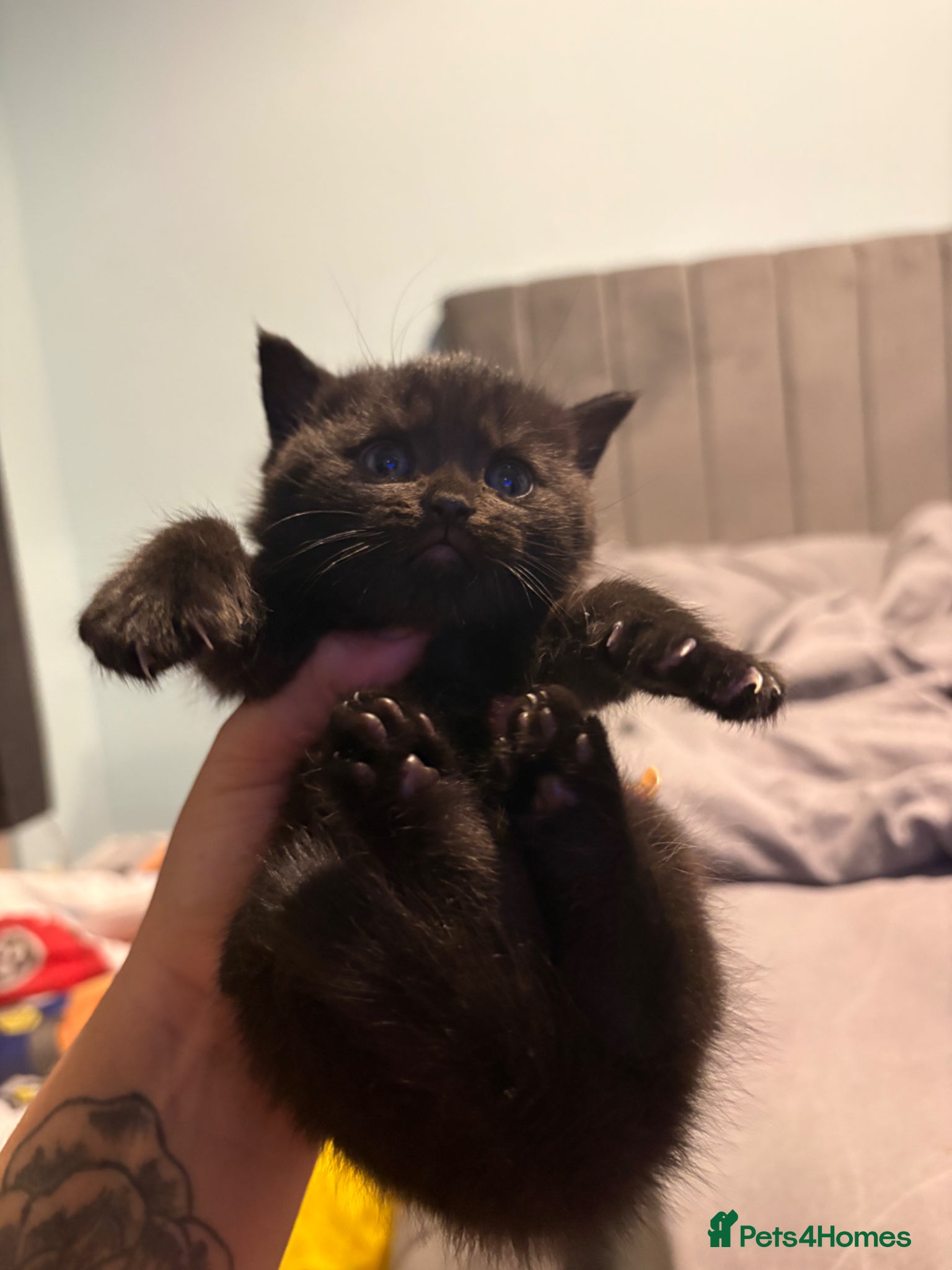 British Shorthair cats BRITISH SHORTHAIR KITTENS  - Advert 1