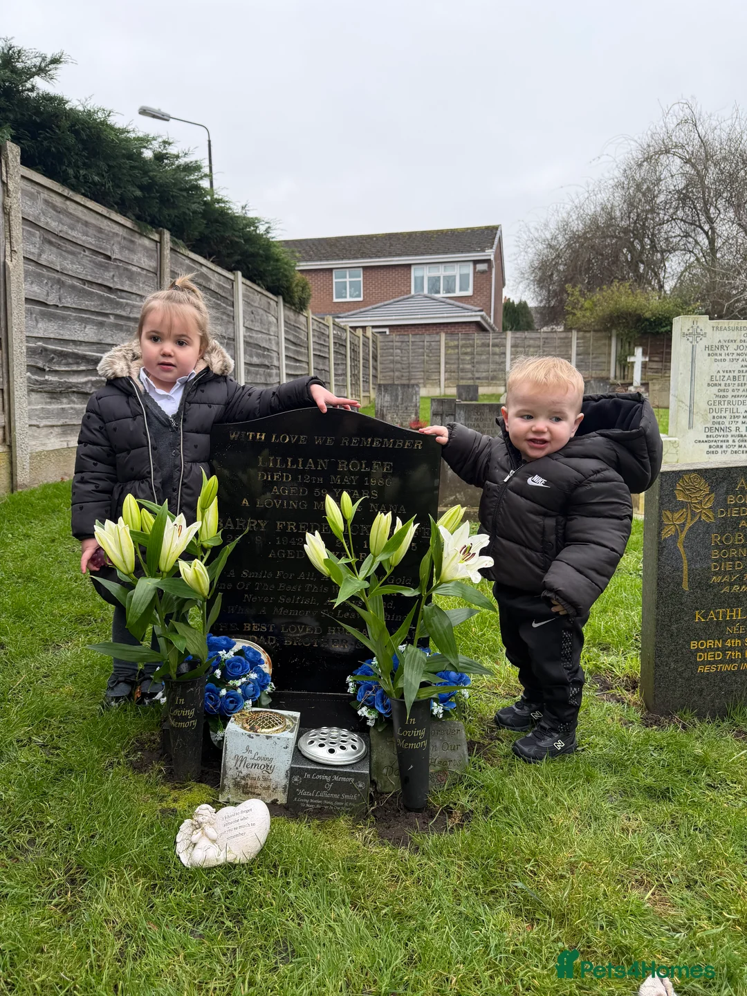 French Bulldog dogs for sale: Female French bulldog 5 months  - Advert 4