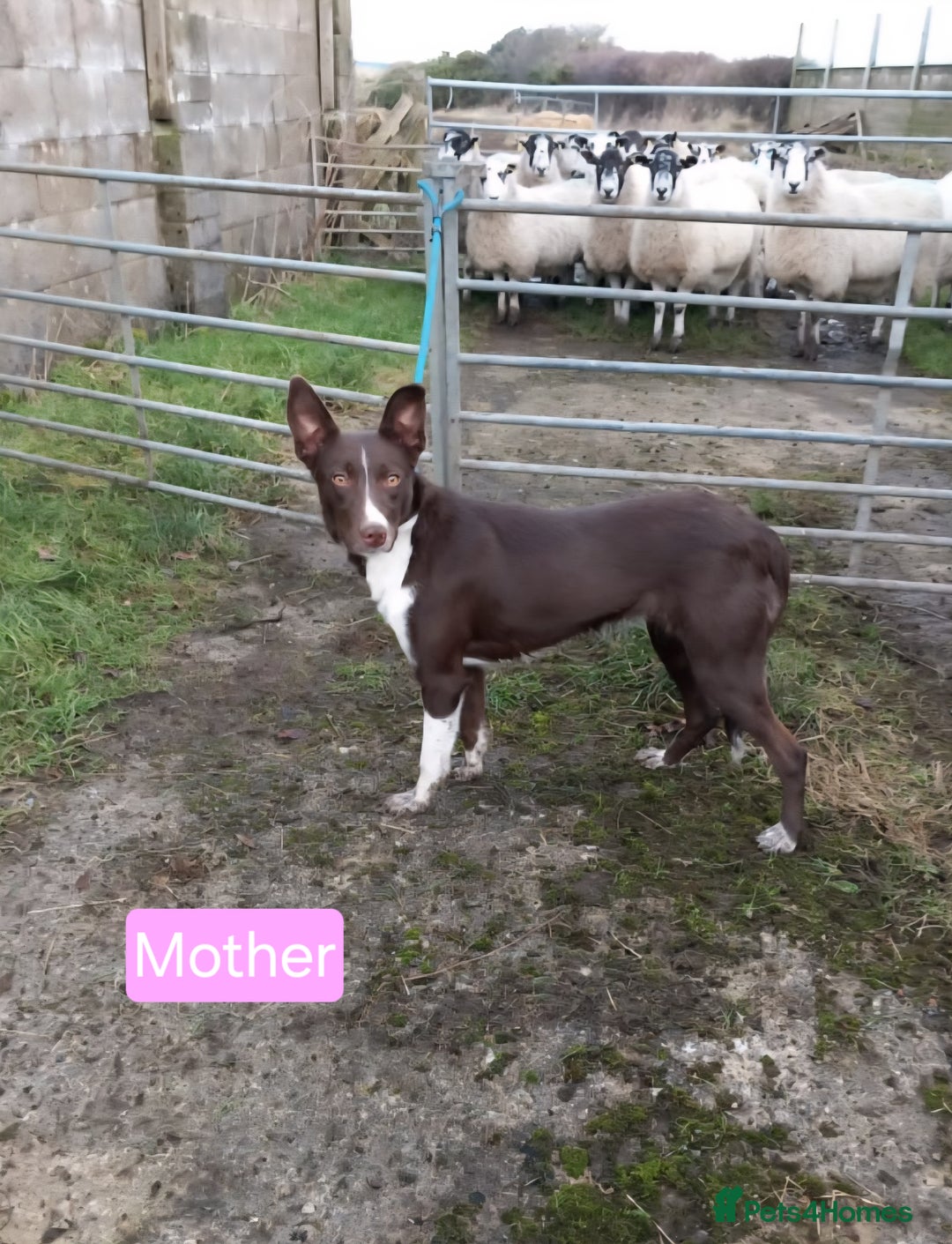 Border Collie dogs for sale: Border Collie Pups - Advert 10